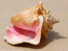 All About Pink Queen Conch Lobatus Gigas Sea Shells Conch Shell Conch