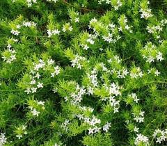 Image result for Mellera lobulata