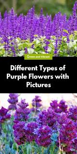 Flowers and seeds, drops and keys. Different Types Of Purple Flowers With Pictures Trees Com