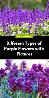 Check spelling or type a new query. Different Types Of Purple Flowers With Pictures Trees Com