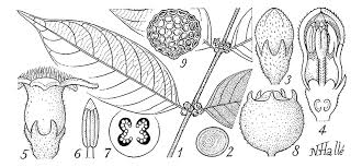 Image result for Pauridiantha