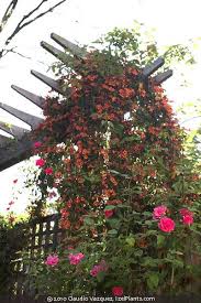 Image result for Bignonia capreolata