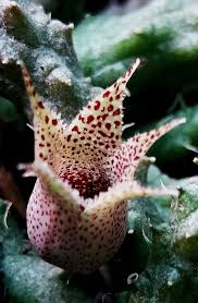 Image result for Hilsenbergia