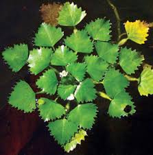 Fill your cart with color today! Water Chestnut Nys Dept Of Environmental Conservation