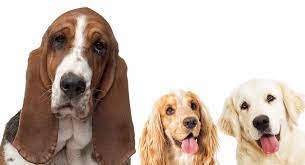 5 out of 5 stars. Basset Hound Mixes Which Of These Cute Pups Is Right For You