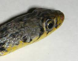 Image result for Amphiasma