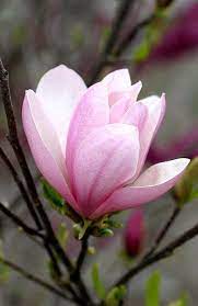 Pinkie Magnolia Magnolia Flower Flower Illustration Beautiful Flowers