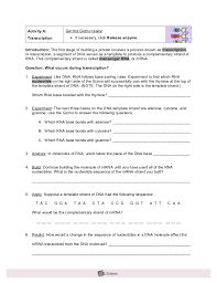 (activity b continued on next page). Rna Protein Synthesisse