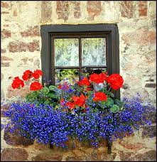 Red white and blue flowers for window boxes. Window Box Window Box Flowers Window Planter Boxes Red Geraniums
