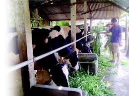 The address of the company's registered office is in the malaysia dairy industries estate. Learning To Produce Good Milk For Malaysians