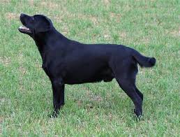 Image result for labrador retrívr