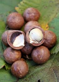 Image result for Macadamia tetraphylla