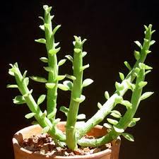 Image result for Monadenium