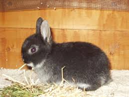 Netherland dwarf rabbits are known to be very curious, energetic, playful and adorable, and can be clever and timid at the same time. 25 Netherland Dwarf Rabbits In Bangor Me Netherland Dwarf Bunny Netherland Dwarf Dwarf Rabbit