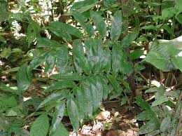 Image result for Lomariopsidaceae