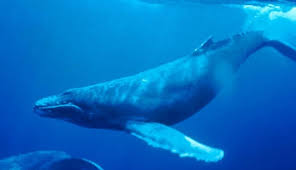 Some species of sharks have a spiracle that allows them to pull water into their respiratory system while at rest. Ha Choo Do Whales Sneeze Tutorfair