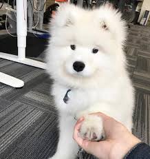 Not Sure If It Is But This Little Guy Definitely Has Resemblance To A Vansam Vanderbilt Samoyed Puppy So Cuteee Cute Dogs Cute Baby Animals Samoyed Puppy