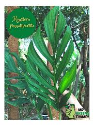 Monstera Pinnatipartita