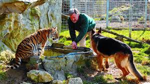 Nun sucht die ag mittels inserat einen geschäftsführer oder eine geschäftsführerin. Rene Strickler Die Unendliche Geschichte Des Raubtierparks Im Zeitraffer