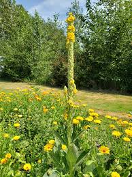 Image result for Englerina muerensis