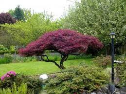 Crimson Queen Japanese Maple Japanese Maple Tree Landscape Maple Tree Landscape Japanese Maple Tree
