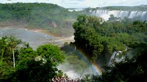 Selva paranaense propone un recorrido por uno de los refugios de vida silvestre más importantes del continente. Peticion No A La Deforestacion De La Selva Misionera Change Org