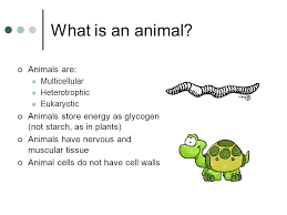 We did not find results for: The Origin Of Animal Diversity What Is An Animal Animals Are Multicellular Heterotrophic Eukaryotic Animals Store Energy As Glycogen Not Starch As Ppt Download