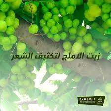 لنبات الاملج فوائد كثيرة منها فوائد زيت الاملج لتكثيف الشعر بالإضافة إلى فوائده الأخرى للصحة داخل المقال ستجدين أكثر من خلطة لاستخدام زيت الاملج grapes fruit