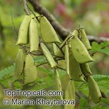 Image result for Caesalpinia sappan