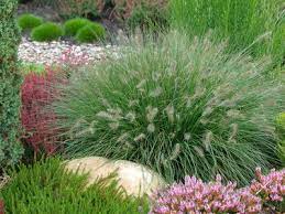 Wieviel dünengras benötige ich für einen 80cm blumenkasten? Ziergraser Pflanzen Pflegen Und Vermehren Ndr De Ratgeber Garten Zierpflanzen