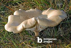 Image result for Clitocybe multiceps