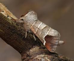 Image result for Clostera curtula