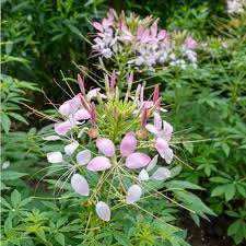 Image result for Cleome