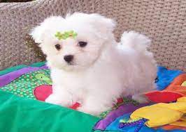 Good Looking Maltese Puppies For Adoption Teacup Puppies Maltese Maltese Puppy Maltese Puppies For Sale