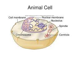 Check spelling or type a new query. Ppt Animal Cell Powerpoint Presentation Free Download Id 1814581