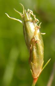 Image result for Abildgaardia ovata