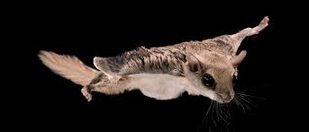 Free for commercial use no attribution required high quality images. It S A Bird It S A Plane Nope It S A Flying Squirrel Jp Pest Services