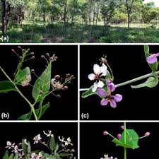 Image result for Triaspis macropteron