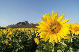 Bunga matahari dengan nama lain helianthus annus l yang merupakan tumbuhan musiman dari tumbuhan ini memiliki ciri yang khas seperti bentuk besar, kebanyakan berwarna kuning terang. 13 Padang Bunga Cantik Di Asia Tenggara Untuk Photoshoot Impianmu