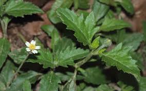 Image result for Tridax