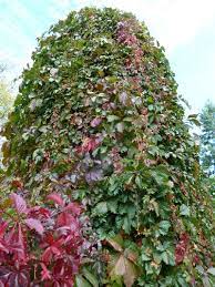 Free shipping on qualified orders. Parthenocissus Quinquefolia Virginia Creeper Virginia Creeper Woodbine North Carolina Extension Gardener Plant Toolbox