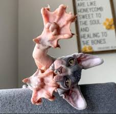 These felines are full of personality, and the breed is rapidly growing in popularity in the u.s. Sphynx Cat S Paws Interestingasfuck