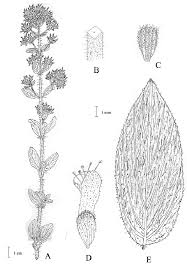 Image result for Ocimum minutiflorum