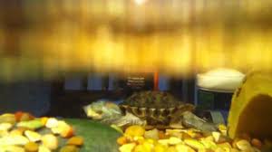 What a turtle can eat depends on its species, and knowing what to feed your turtle to give it a proper nutritional diet is important. Red Eared Slider Eating Zucchini Youtube