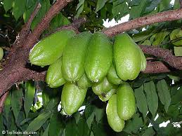 Check spelling or type a new query. Averrhoa Bilimbi Cucumber Tree Toptropicals Com