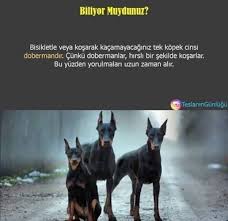Minguinho Adli Kullanicinin Sasirtici Gercekler 0 Panosundaki Pin 2020 Komik Fikralar Bilgi Alintilari Doberman