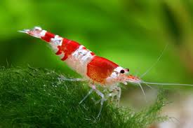 Crystal Red Shrimp Caridina Cantonensis Sp Red Freshwater Aquarium Aquarium Fish Fresh Water