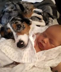 Someone photobombing my Day of the Death Altar 🪅 Canelo is so nosy 😆 🤣