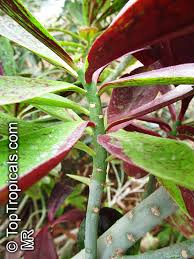 Image result for Euphorbia umbellata