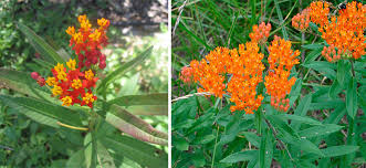 Asclepias syriaca is only one over a hundred species in the milkweed family, native to the americas, and they are all quite suitable hosts for butterflies, including the monarchs. Tropical Milkweed A No Grow Xerces Society